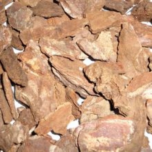 Reptile Bark Reptile Bark