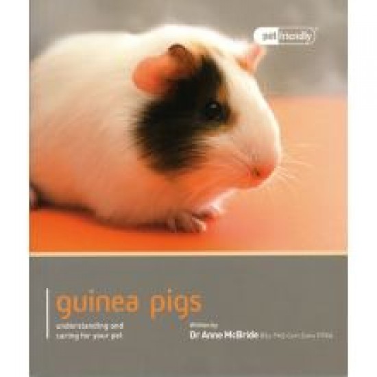 Guinea Pig Pet Friendly Guinea Pig Pet Friendly