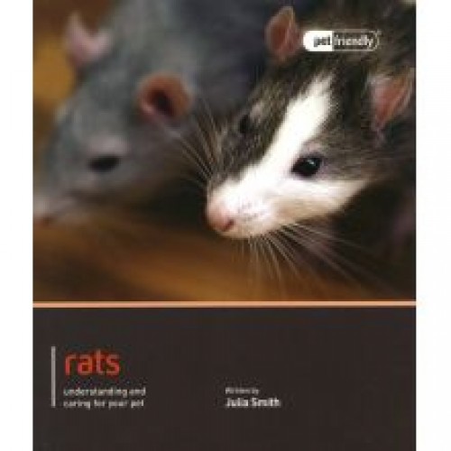 Rat Pet Friendly