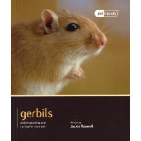 Gerbil Pet Friendly Gerbil Pet Friendly