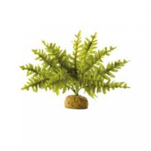 Exo Terra Rainforest Plant Boston Fern Exo Terra Rainforest Plant Boston Fern