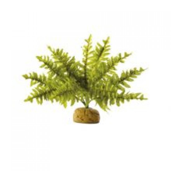 Exo Terra Rainforest Plant Boston Fern