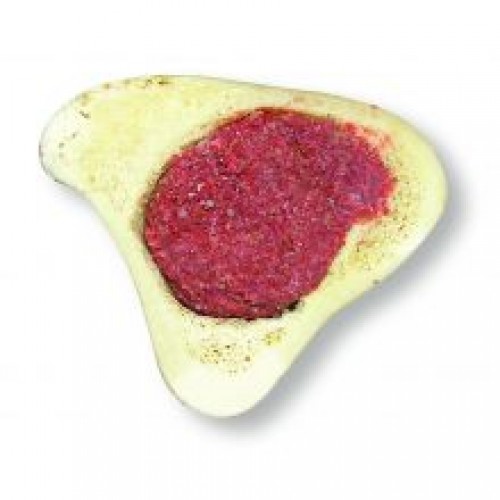 Hollings Fill Bone Assorted Bulk Hollings Fill Bone Assorted Bulk