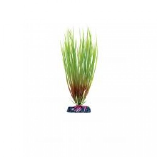 Animate Hair Grass Plant Animate Hair Grass Plant