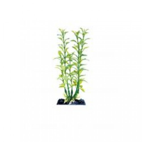 Animate Blooming Ludwigia Green Animate Blooming Ludwigia Green