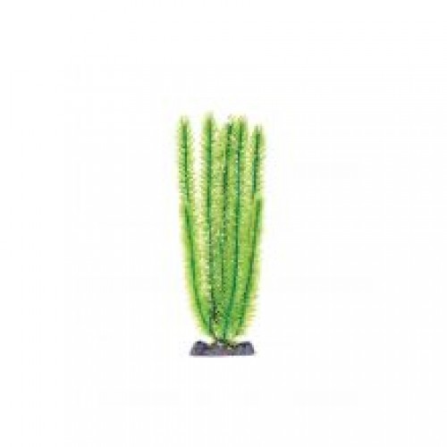 Animate Club Moss Plant Animate Club Moss Plant