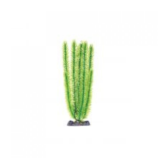 Animate Club Moss Plant