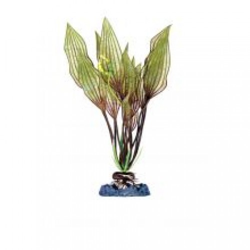 Animate Flowering Lace Plant Animate Flowering Lace Plant