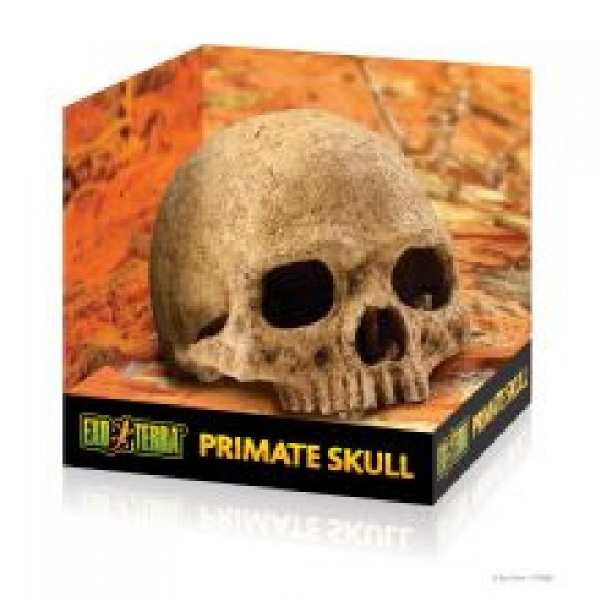 Exo Terra Primate Skull