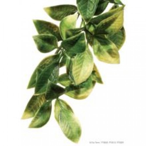 Exo Plastic Mandarin Shrub Exo Plastic Mandarin Shrub