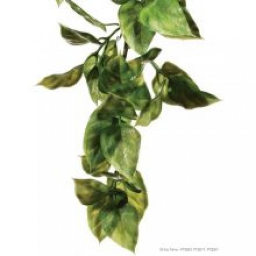 Exo Plastic Amapallo Shrub Exo Plastic Amapallo Shrub