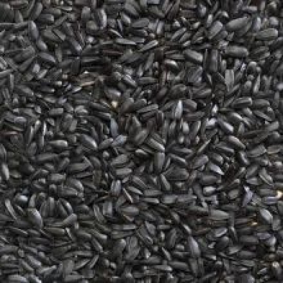 Bucktons Black Sunflower Seed