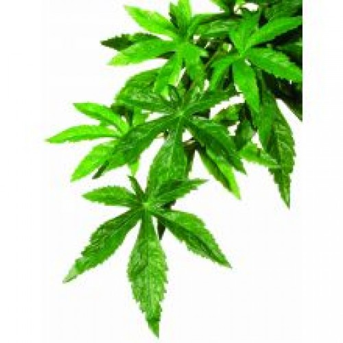 Exo Terra Silk Abuliton Plant Exo Terra Silk Abuliton Plant