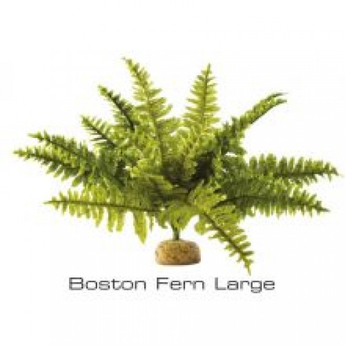 Exo Terra Boston Fern Rainforest Plant Exo Terra Boston Fern Rainforest Plant