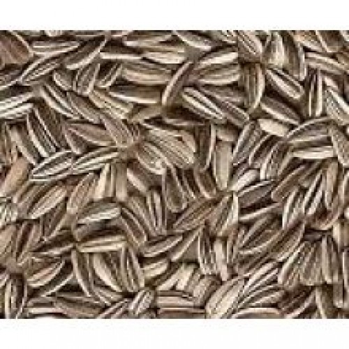 Bucktons Medium Stripe Sunflowers