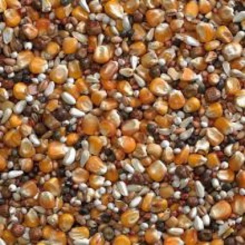 Buckton Super Widowhood