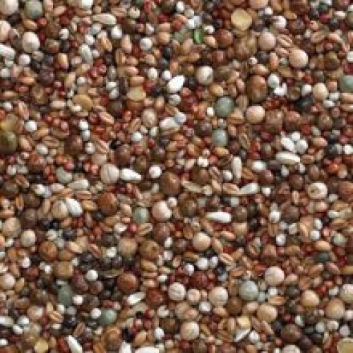 Buckton Pigeon Young Bird