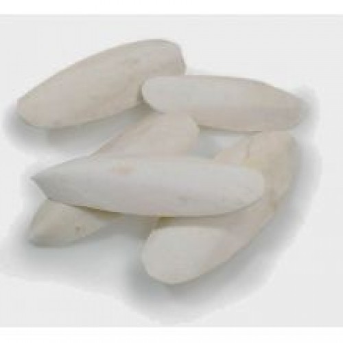 Cuttlefish Bones Cuttlefish Bones